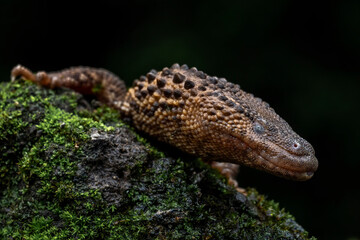 Earless Monitor Lizard (Lanthanotus borneensis) is a species of lizard native to Borneo, Indonesia.