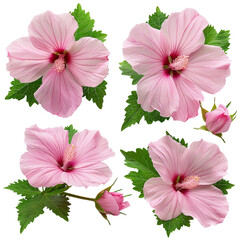 Close-Up of Vibrant Pink Mukuge Rose of Sharon Blossom in Summer Garden on transparent background - Botanical Elegance and Natural Beauty Captured Outdoors