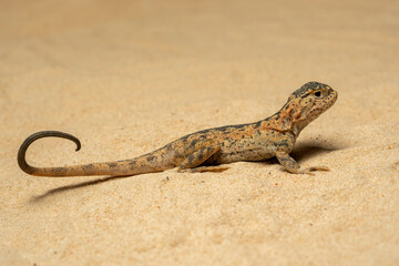 Toad-headed Agama or Secret Toadhead Agama (Phrynocephalus mystaceus) is a species of agamid...