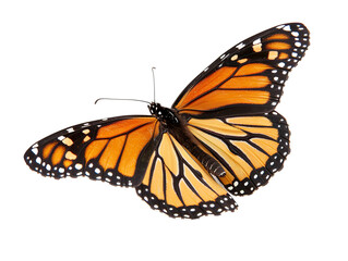 Fototapeta premium a side view of a very beautiful butterfly on a white background PNG