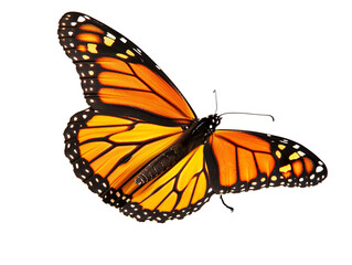 Naklejka premium a side view of a very beautiful butterfly on a white background PNG