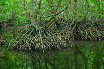 mangrove forests, mangrove roots that grow above the water function to hold back sea ruffles