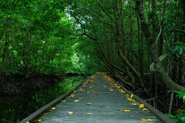 wooden bridge along the mangrove forest path. mangrove forest tourist destination