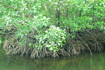 mangrove forests, mangrove roots that grow above the water function to hold back sea ruffles