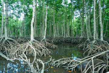 mangrove forests, mangrove roots that grow above the water function to hold back sea ruffles