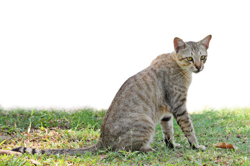 Naklejka na ściany i meble Tabby Cat sitting on grass in public park