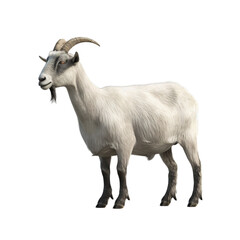 Naklejka na ściany i meble goat isolated on white