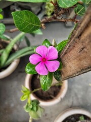 Madagascar Periwinkle Flower In My Home Garden