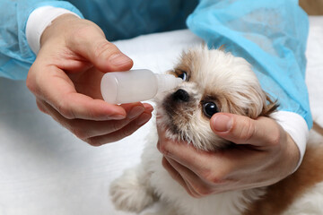 A veterinarian examines a small Shih Tzu puppy. Putting drops into the eyes. Treatment of pets. Close-up. Selective focus. Copyspace