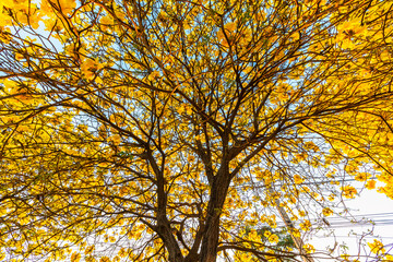 Beautiful blooming Yellow Golden Tabebuia Chrysotricha flowers of the Yellow Trumpet that are blooming with the park in spring day in the garden and sunset sky background in Thailand.