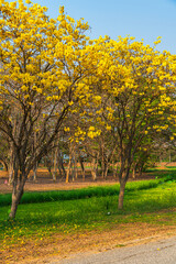 Naklejka premium Beautiful blooming Yellow Golden Tabebuia Chrysotricha flowers of the Yellow Trumpet that are blooming with the park in spring day in the garden and sunset sky background in Thailand.