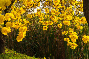 Beautiful blooming Yellow Golden Tabebuia Chrysotricha flowers of the Yellow Trumpet that are blooming with the park in spring day in the garden and sunset sky background in Thailand.
