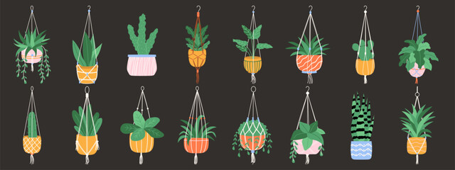 Set of macrame hangers. Home plants in stylish planters and pots