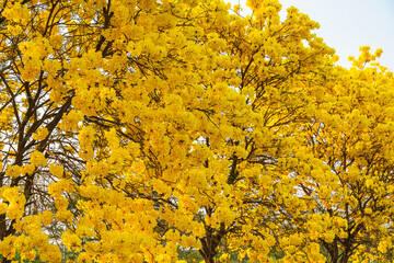 Beautiful blooming Yellow Golden Tabebuia Chrysotricha flowers of the Yellow Trumpet that are blooming with the park in spring day in the garden and sunset sky background in Thailand.