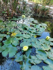 water lily pond