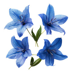 Azumakagami Japanese Gentian in Full Bloom on transparent background: Vibrant Floral Macro Photography for Nature Lovers