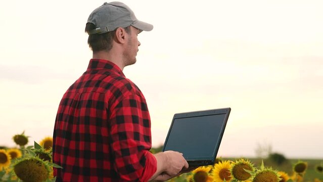 man farmer working laptop sunset sunflower field, business farmer, digital laptop, agriculture sunflower, field data collection, agricultural online forecasting, sunflower crop management, farm
