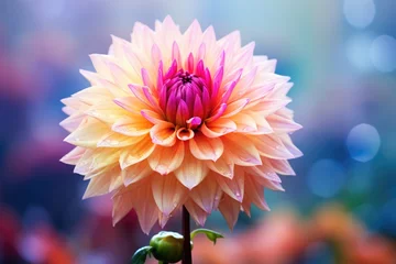 Foto op Plexiglas Colorful dahlia flower with blur background, Ai generated © Tanu