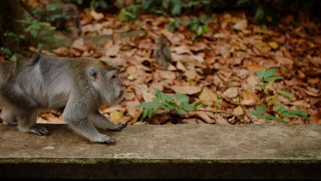 Monkey gets scared and runs away when a girl tries to feed it, wild animal