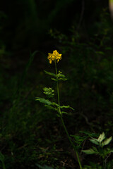 Квіти в полі