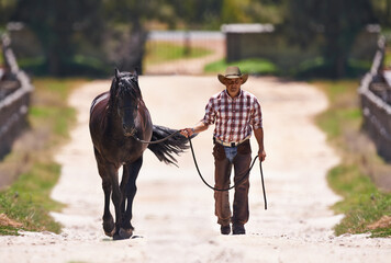 Cowboy, leading or horse by reins on farm for walk or colt training on western ranch in country....