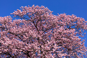 Beautiful Kawazu cherry blossoms in early spring in Japan.