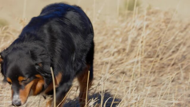 Dog Throwing Up Outside in Open Field After Eating Plants