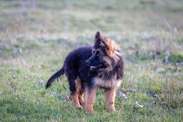 Long-haired German Shepherd breed puppy on the meadow.