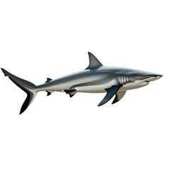 Fototapeta premium shark isolated on white