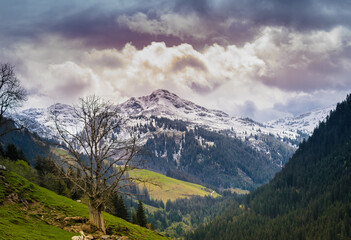 Fototapeta premium Baum