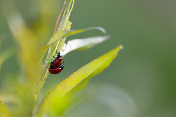 poplar leaf beetle mating on willow leaves. Very problematic pest for agriculture for which biological control is sought.