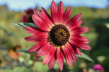 beautiful red sunflower in the field. Melliferous plant very beneficial for bees 