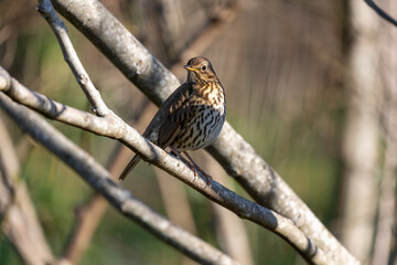 thrush bird perched on a tree branch. Bird beneficial for natural predation of snails in orchards.