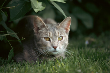 Naklejka na ściany i meble Cat in the Green Grass in Summer.