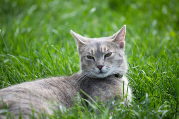 Naklejka na ściany i meble Cat in the Green Grass in Summer.