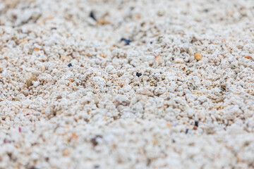 Red Algal Nodules Beach in Udo Island. Red algae nodules are one of the calcareous algae that photosynthesize and deposit calcium carbonate on the walls between cells or cells. 