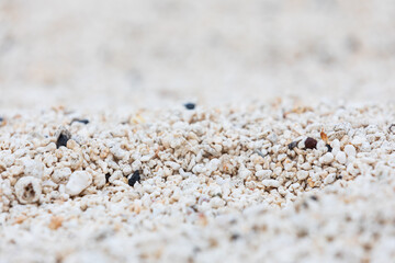 Red Algal Nodules Beach in Udo Island. Red algae nodules are one of the calcareous algae that photosynthesize and deposit calcium carbonate on the walls between cells or cells. 