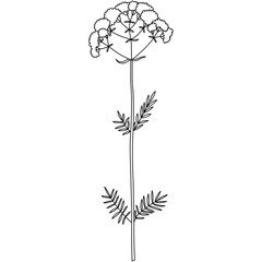 Vector hand-drawn line illustration with wildflower. Collection of black minimalist flowers, herbs, and medicinal plants. SVG cut file for Cricut