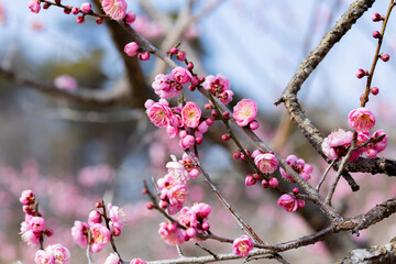 Beautiful Japanese apricot blossoms that bloom in early spring ‘Hanakami’.