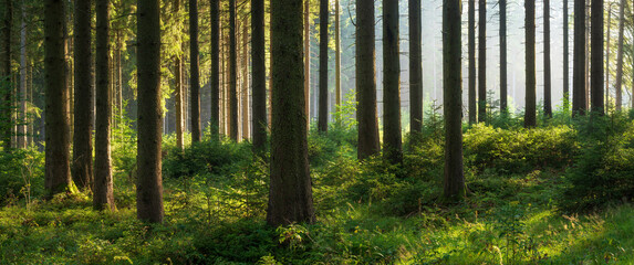 Panorama of Natural Spruce Forest with Sunbeams through Morning Fog