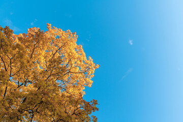 The crown of a tree with yellow leaves against a blue sky. Natural background.