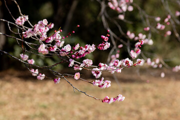 Beautiful Japanese apricot blossoms that bloom in early spring ‘Naniwakou’.