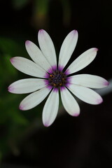 真上から見た白いケープマーガレット