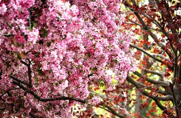 Crabapple blossoms. Close up of flowering ornamental tree full of pink flowers.