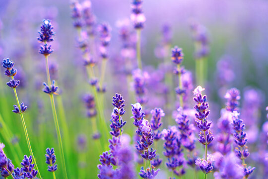 Breathtaking photography of vibrant lavender field in full bloom, creating colorful nature background on sunny morning, with the purple flowers stretching as far as the eye can see. Selective focus.. © Dmytro