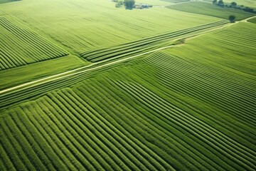 Aerial view of a lush crop field, ideal for agricultural concepts