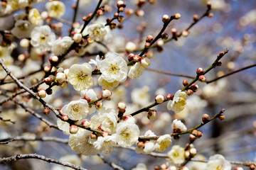 White Japanese apricot blossoms blooming in the forest in early spring.