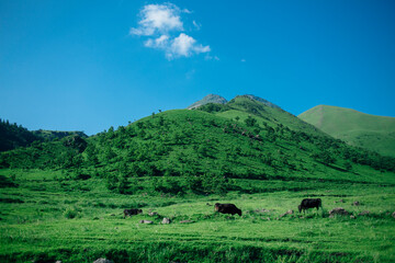 Cows in the meadow of Yufudake in Oita , Japan