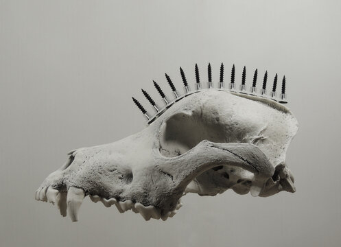 Floating Dog Skull With Row Of Black Screws In Punk Rock Style Isolated On White 
