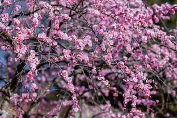 Beautiful Japanese apricot blossoms that bloom in early spring ‘Yaetoubai’.